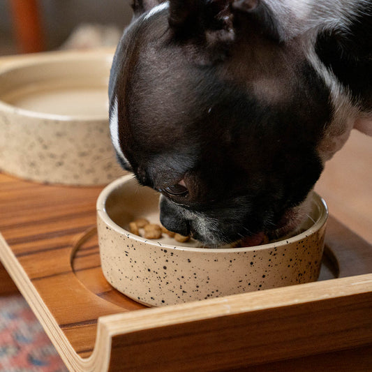 鼻の短いワンちゃんに、浅いセラミックドッグボウル
