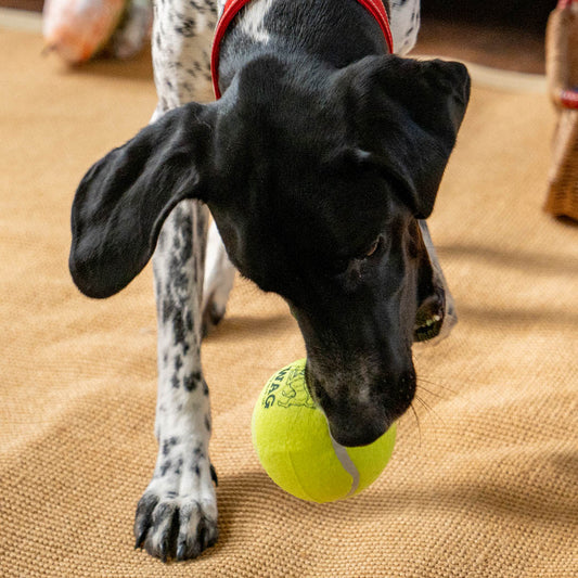 ワンちゃん用テニスボール