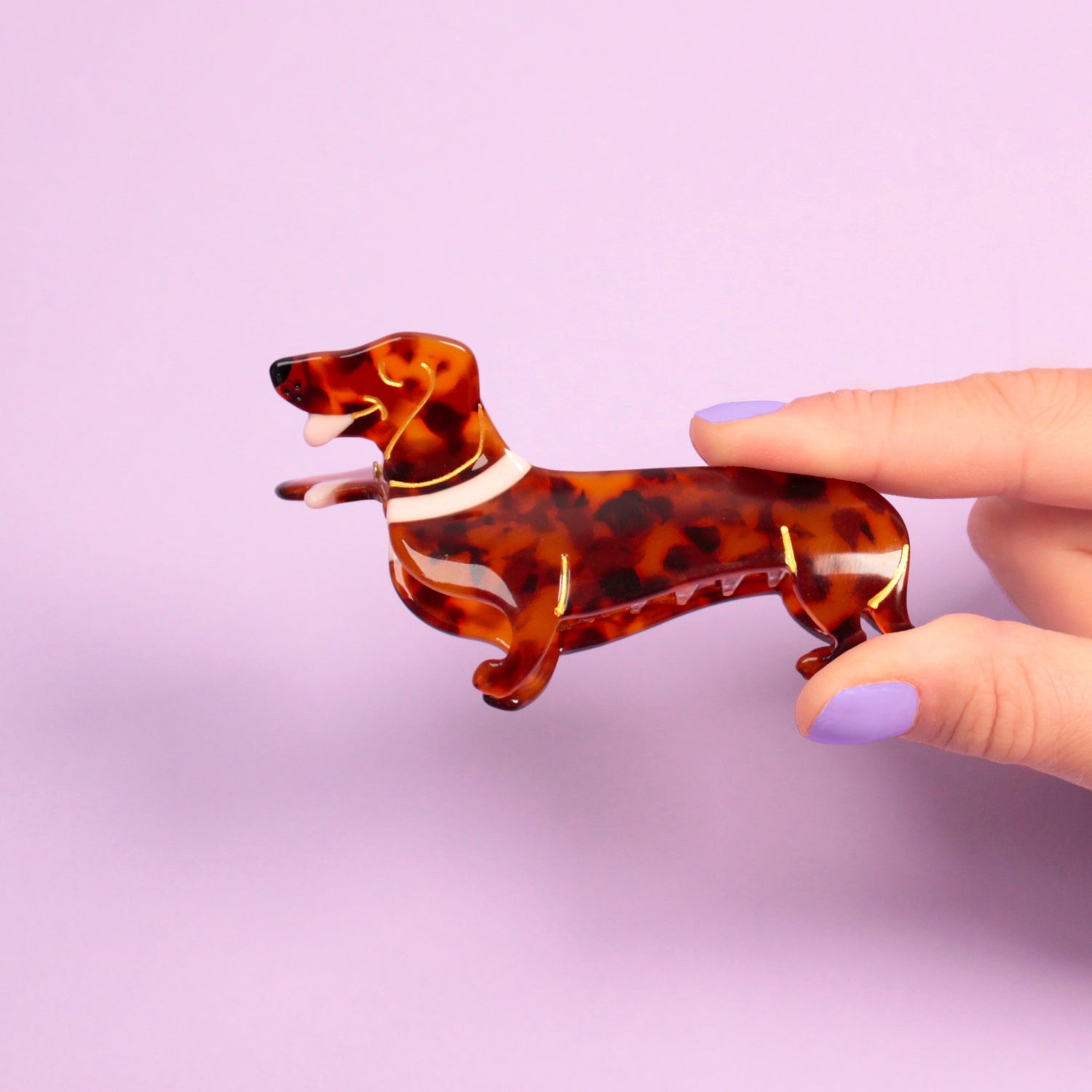 Dachshund