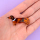 Cute Dachshund
