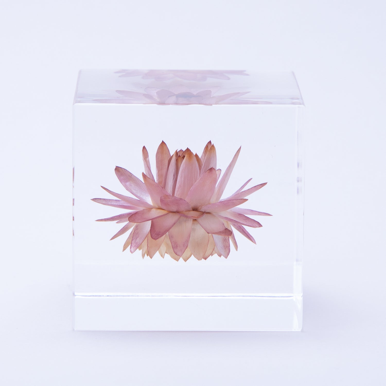 植物立体標本 ウサギノネドコ Sola cube – HATCH